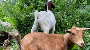 Man rapes three goats, two die during acts images of goats