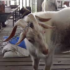 Man Stabbed Over Goat Meat Debt