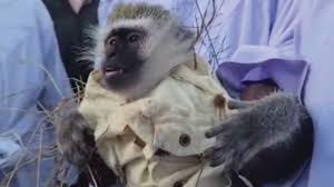 Bulawayo money changer surrenders 'Juju Monkey' from a Sangoma, which he used to become rich