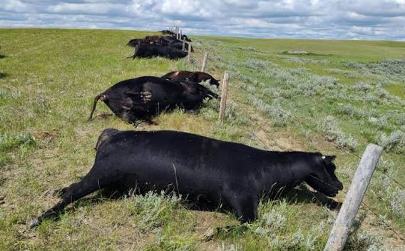 ZRP Hunts Cow Owner After Highlanders Tragedy That Claimed Four Lives
