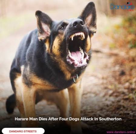 Four Dogs Fatally Attack Harare Man in Southerton